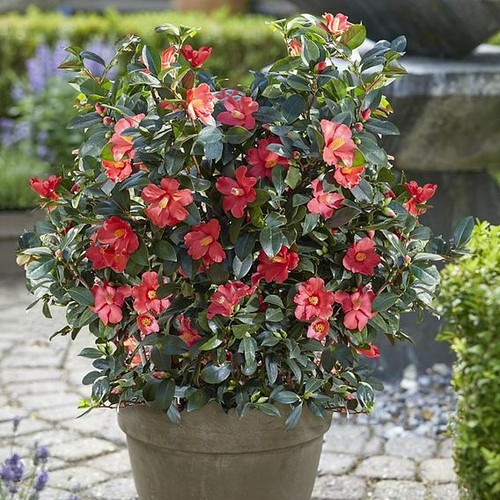 Suttons camellia 1001 summer - suttons,