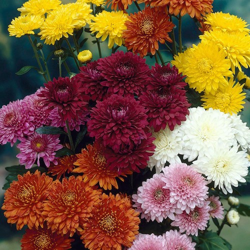 Chrysanthemum hardy all - 6x,