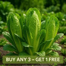 Lettuce Cos Paris White 1100