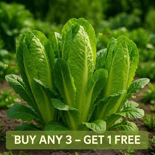 Lettuce cos paris white - lettuce,