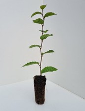 Hornbeam carpinus betulus - hornbeam,