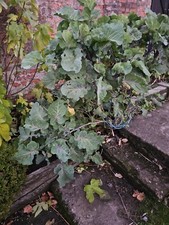 One  Taunton Deane UK Winter Hardy Perennial Vegetables in  Pot