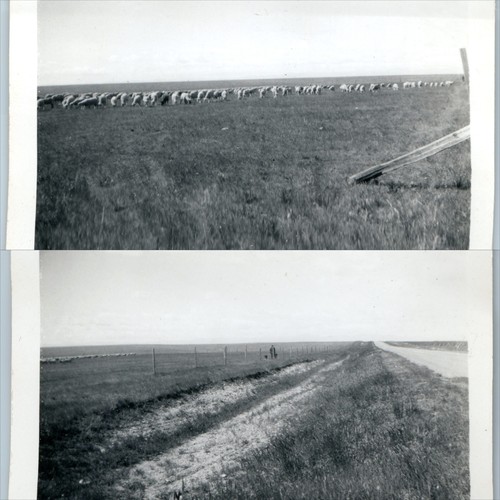 Lot c1930s montana shepherd - lot,