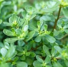 500x Purslane Winter Miners