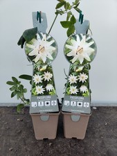 2x Passion Flower White