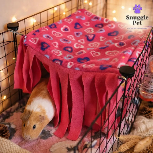 Guinea pig rodent rat - guinea, 4