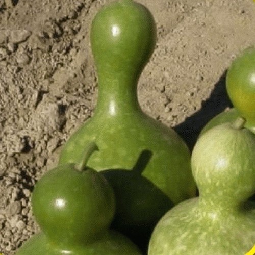 Flower gourd large bottle - , 12