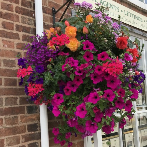 Pre planted hanging - hanging, baskets