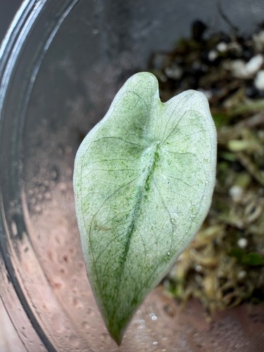 Alocasia zebrina variegata - alocasia,