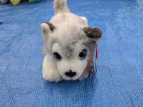 Husky teddy keel - husky,