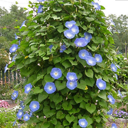 Ipomoea blue morning glory - blue,