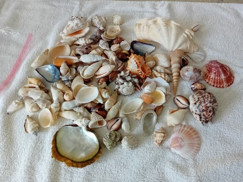 Kilo variety sea shells - shells,