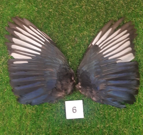 Genuine british magpie - genuine,