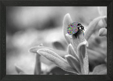 Real buggy Framed Wall Art