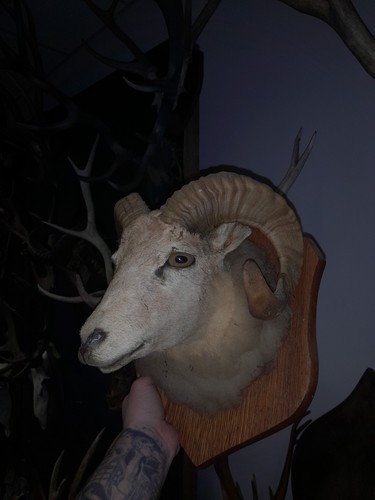 Antique taxidermy goat sheep - antique,