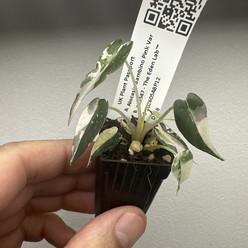 Alocasia bambino pink - bambino,