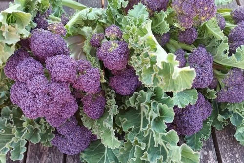 Purple sprouting broccoli - broccoli, plug