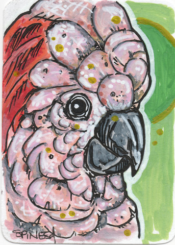 Cockatoo original aceo art - cockatoo, |
