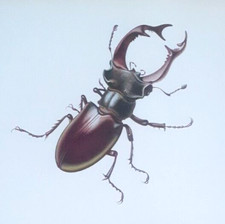STOECKLIN STAG BEETLE LITHOGRAPHIC ORIGINAL 1943 PRINT Stocklin