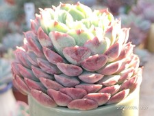 One pot (single head)