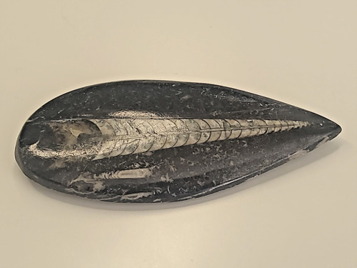 Orthoceras fossil marine - orthoceras, —marine