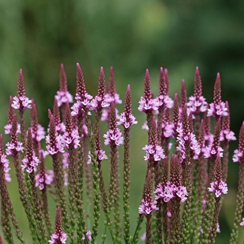 Verbena hastata pink - verbena, spires'