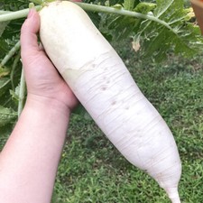 50 Giant White UK Winter Radish Seeds Heirloom Hardy Root Vegetable to Grow