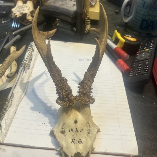 Roe deer antlers - roe,