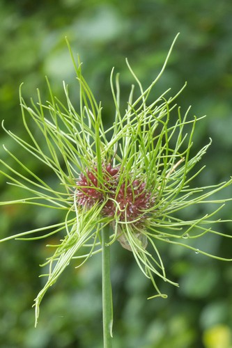 Allium hair - allium, 15