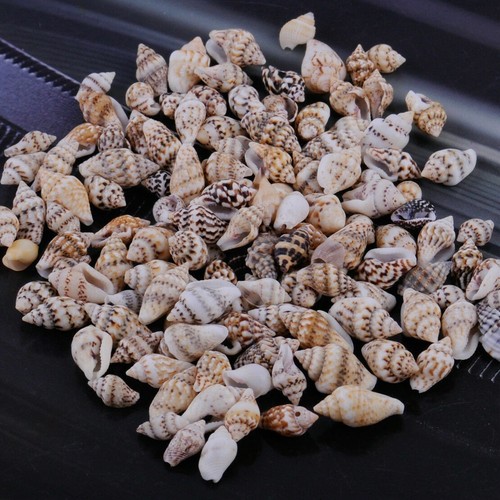 100pcs assorted small sea - 100pcs,