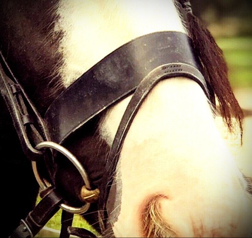 Fss flat hunter - show, hunt