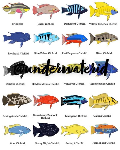 African cichlids print wall - african,