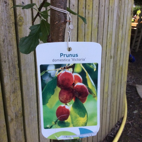 Victoria plum tree - plum, tree,