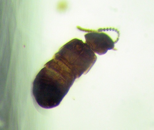 Pliocene amber from - amber, africa