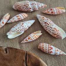 Mitra Episcopalis / Mitra Mitra / Rare Collectable Sea Shells / Two Sizes