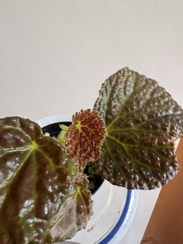 Begonia baik dracopelta - baik,