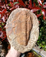Cambropallas Trilobite Fossil