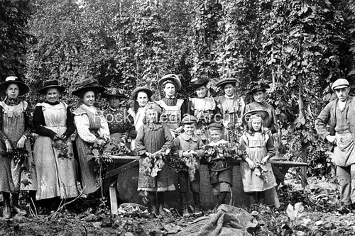 Plt hop pickers - plt-99,