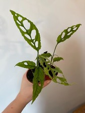 Monstera Obliqua Peru Rare