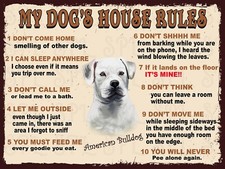 American bulldog dog s - american,