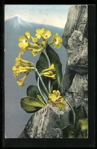 Artist postcard photochromy - artist's,