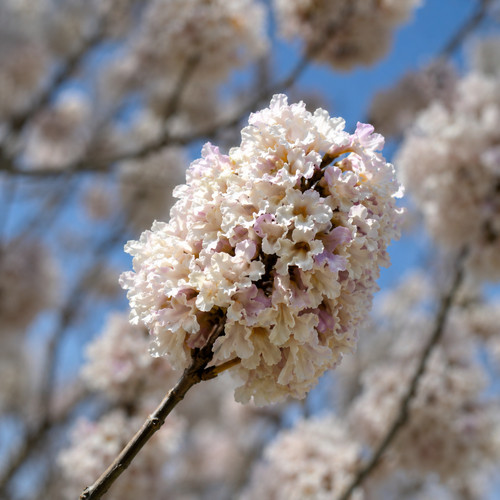 Paulownia fortunei seeds - paulownia,
