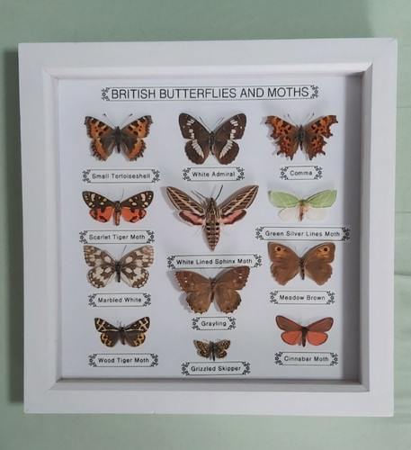 Taxidermy framed real british - real,