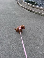 Pavers Floral Cuff Ankle Boots