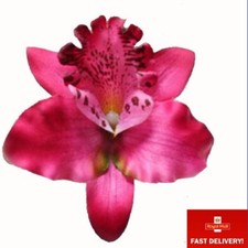 Single Pink Orchid Flower Hair