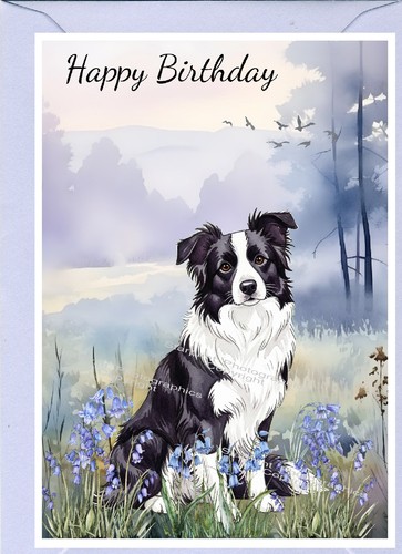 Border collie dog - collie, sheepdog