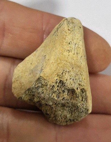 Rare pachycephalosaurus - v.rare,