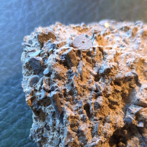 Fossil crinoid limestone - crinoid,