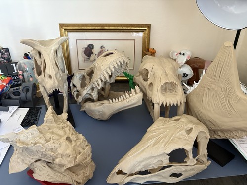 Full dinosaur skull - dinosaur,