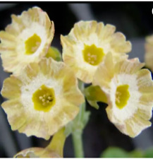 Primula auricula Fabuloso Plant Alpine 1 x 9cm pot perennial  Theatre